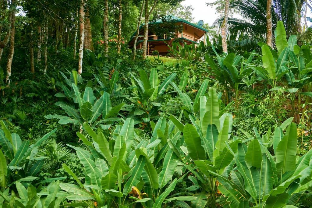 Manoas Bed & Breakfast Uvita Bagian luar foto